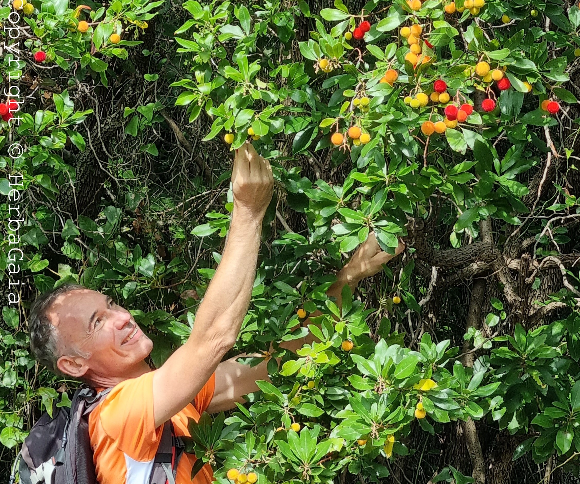 Arbousier Les Secrets De L Arbre Aux Fraises