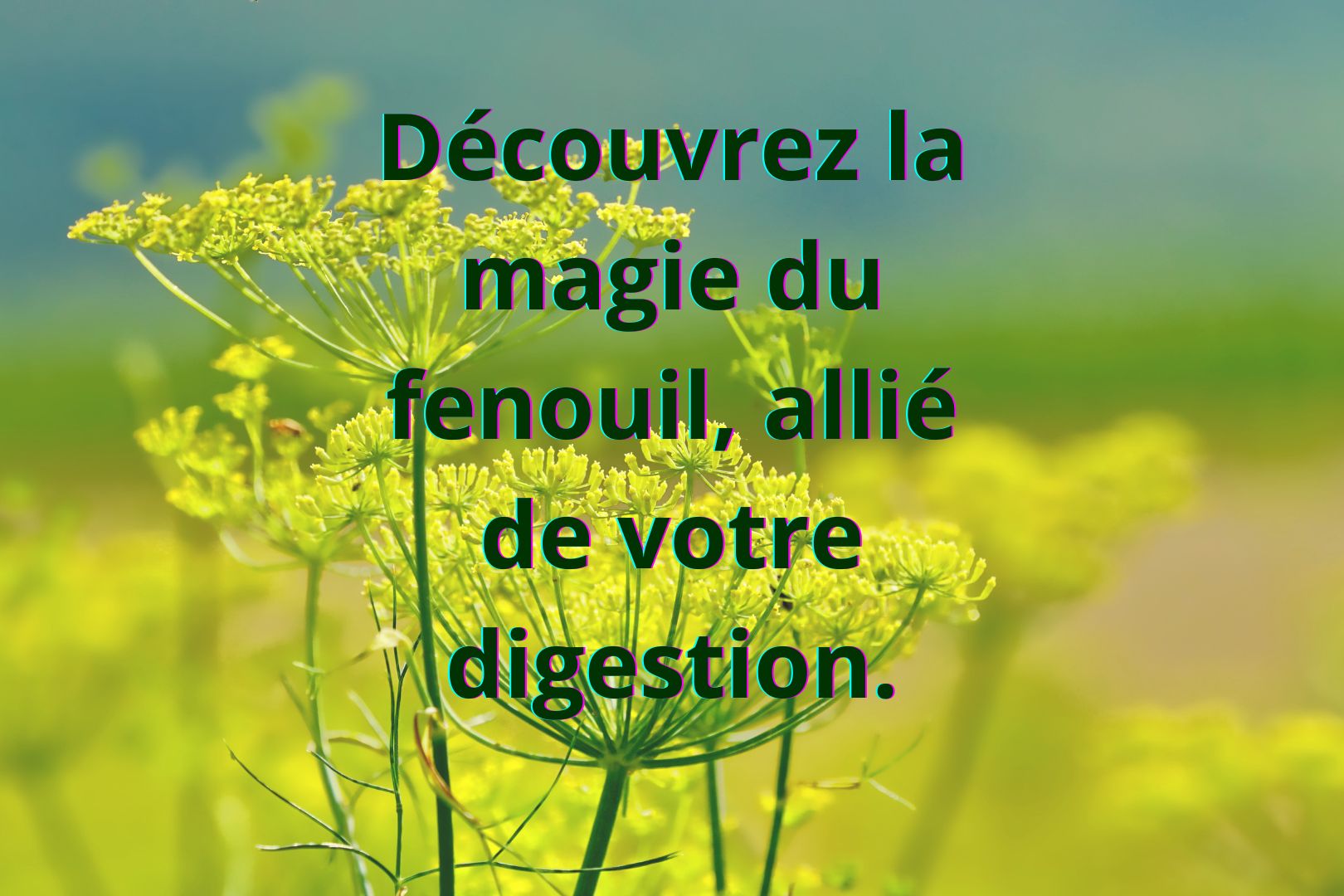 Le Fenouil Un Allié De Choix Pour Votre Digestion